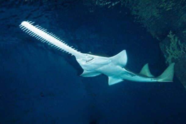 10种即将灭绝的动物，再不看就来不及了！