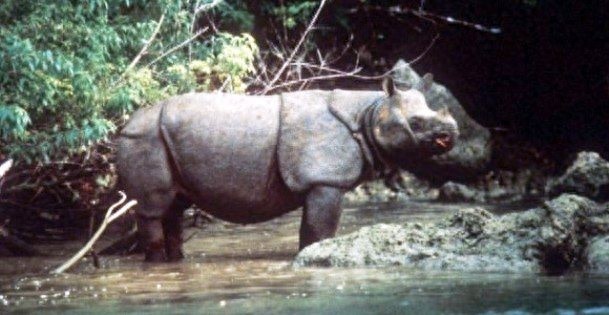 10种即将灭绝的动物，再不看就来不及了！