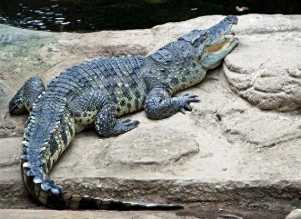 10种即将灭绝的动物，再不看就来不及了！