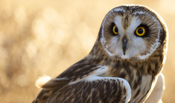 猫头鹰冬眠,猫头鹰要不要冬眠图4