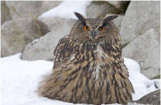 什么鸟在冬天冬眠