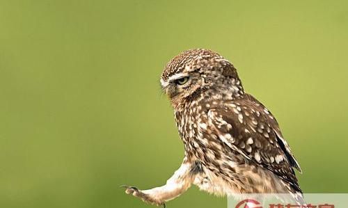 猫头鹰是冬眠动物吗