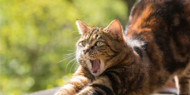 冷漠是什么意思(高冷是什么意思) 冷漠 意思 第1张 冷漠是什么意思(高冷是什么意思) 冷漠 意思 第1张