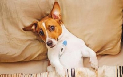 ​狗狗的大便黑红色狗狗大便棕红色又不像血