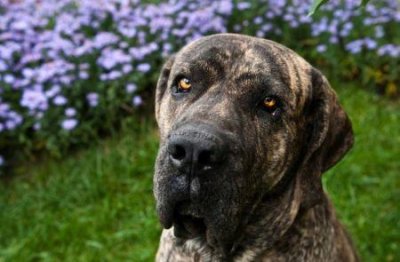 ​10种温柔的大型犬，健壮的身躯里面，潜藏着柔软的心灵 看似凶猛本来温柔的大