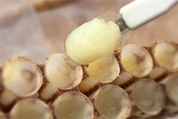 新鲜蜂王浆怎么吃好 有两种吃法