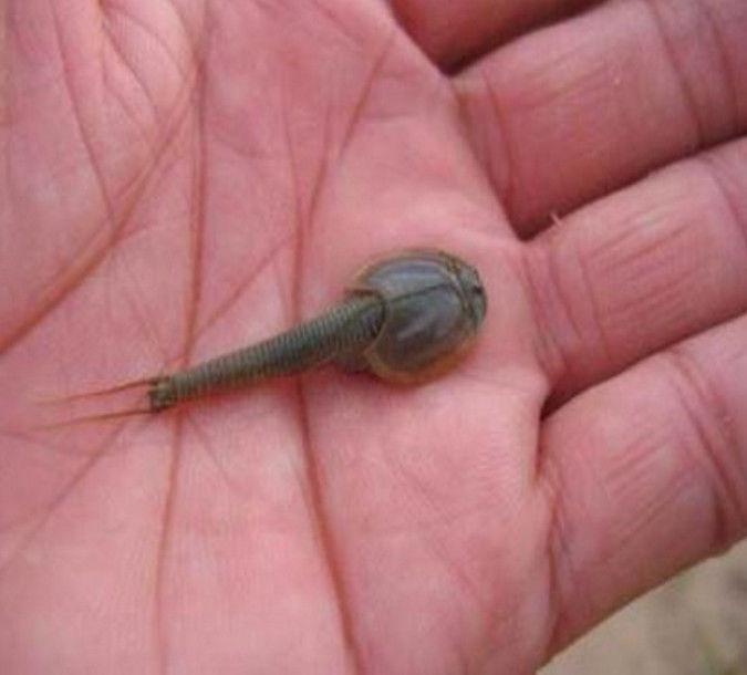 农村男子在小溪里摸鱼,却意外抓到这样的东西,却没有人认识它们