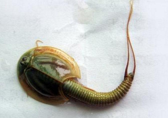 农村男子在小溪里摸鱼,却意外抓到这样的东西,却没有人认识它们