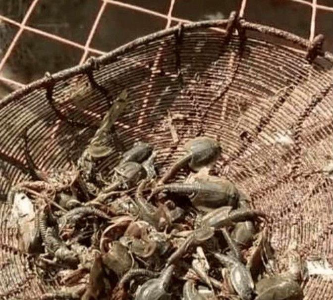 农村男子在小溪里摸鱼,却意外抓到这样的东西,却没有人认识它们