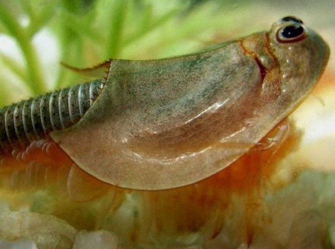 农村男子在小溪里摸鱼,却意外抓到这样的东西,却没有人认识它们