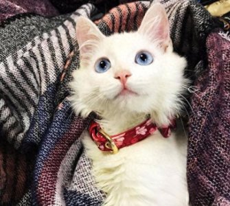 ​养一只颜值爆表的白猫，究竟是怎样的体验？