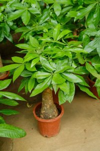 ​发财树开花吗，什么时间开花