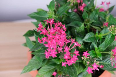 ​五星花怎么养