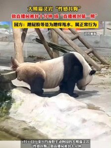 ​笑不活了，大熊猫“灵岩”凭“性感抖臀”成功让直播间被封10分钟
