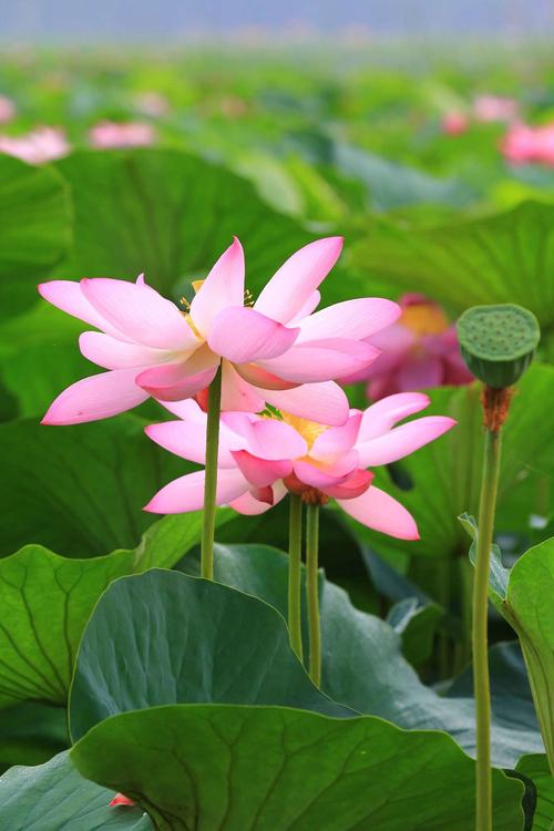 莲花的品质（莲花象征什么品质）