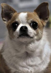 ​两三个月的吉娃娃怎样喂狗粮（吉娃娃两个月怎么喂食)