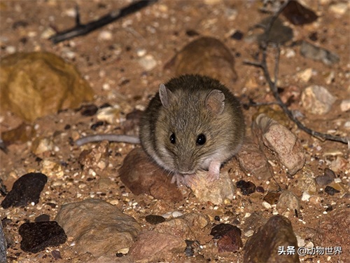 鼠年说鼠-这些“老鼠”你见过吗?(第五期)