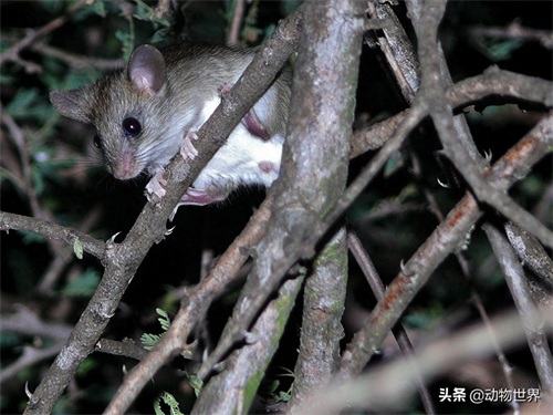 鼠年说鼠-这些“老鼠”你见过吗?(第五期)