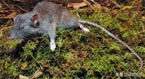 鼠年说鼠-这些“老鼠”你见过吗?(第五期)