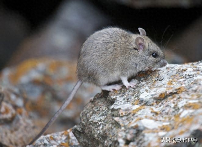 鼠年说鼠-这些“老鼠”你见过吗?(第五期)