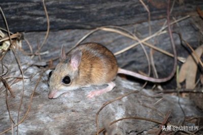 ​鼠年说鼠-这些“老鼠”你见过吗？（第五期）