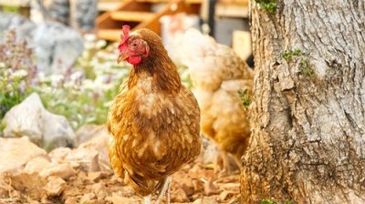 ​养鸡秘诀：养鸡中的一些小技巧，注意事项，养殖要点