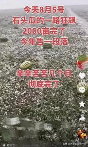 ​宁夏中卫冰雹致硒砂瓜产业受损，瓜农：多数西瓜被砸烂