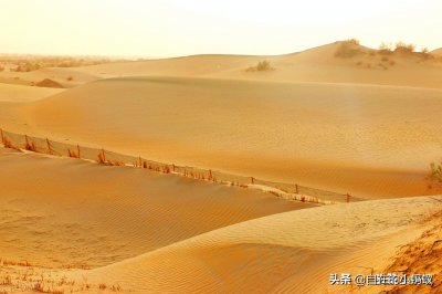 蛇界天生的"水桶腰"人兽无害的样子,小瞧你就得死——加蓬咝蝰蛇