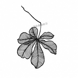 不会画画?手把手教你画三款叶子,你也可以的