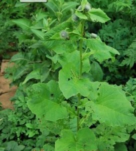 ​云木香是一种怎样的植物