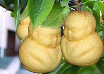 ​现实生活中真的存在人参果？它是一种水果，你吃过吗？