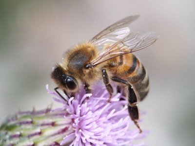 ​蜜蜂最怕闻到什么味道？家里进了蜜蜂如何巧妙的赶走？